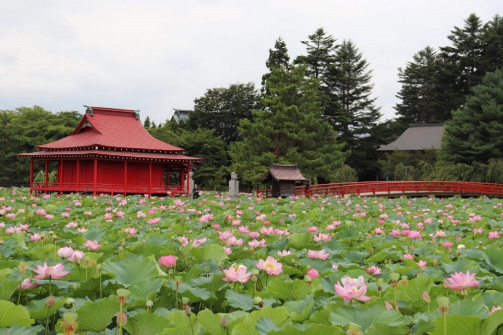 今が見ごろ 緑とピンクの絨毯 弘前店 ブログ マツダアンフィニ青森